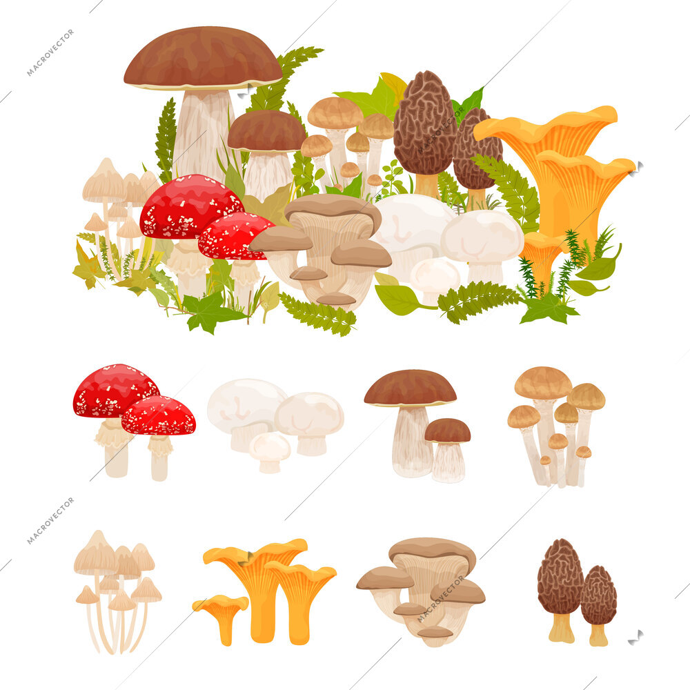 Mushrooms flat set with isolated compositions of forest mushrooms with edible and poisonous species all together vector illustration