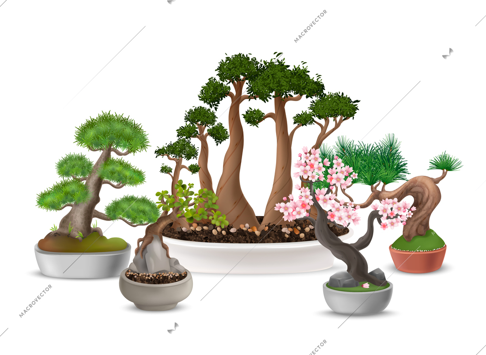 Realistic japanese bonsai tree composition with blooming sakura in flower pot vector illustration