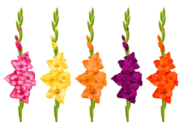 Beautiful gladiolus flowers of different colors realistic set isolated on white background vector illustration