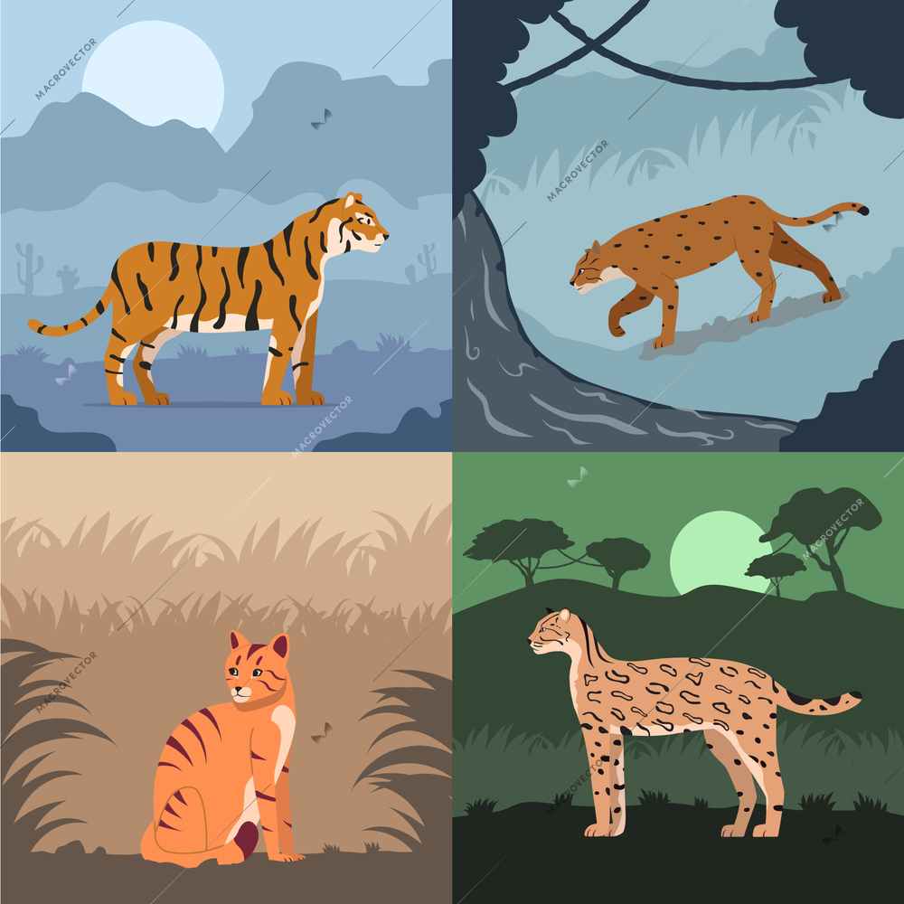 Wild cats flat 2x2 set of square compositions with exotic outdoor landscapes with tigers and leopards vector illustration