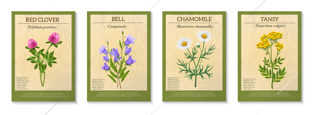 Realistic wild flower bouque poster set isolated vector illustration