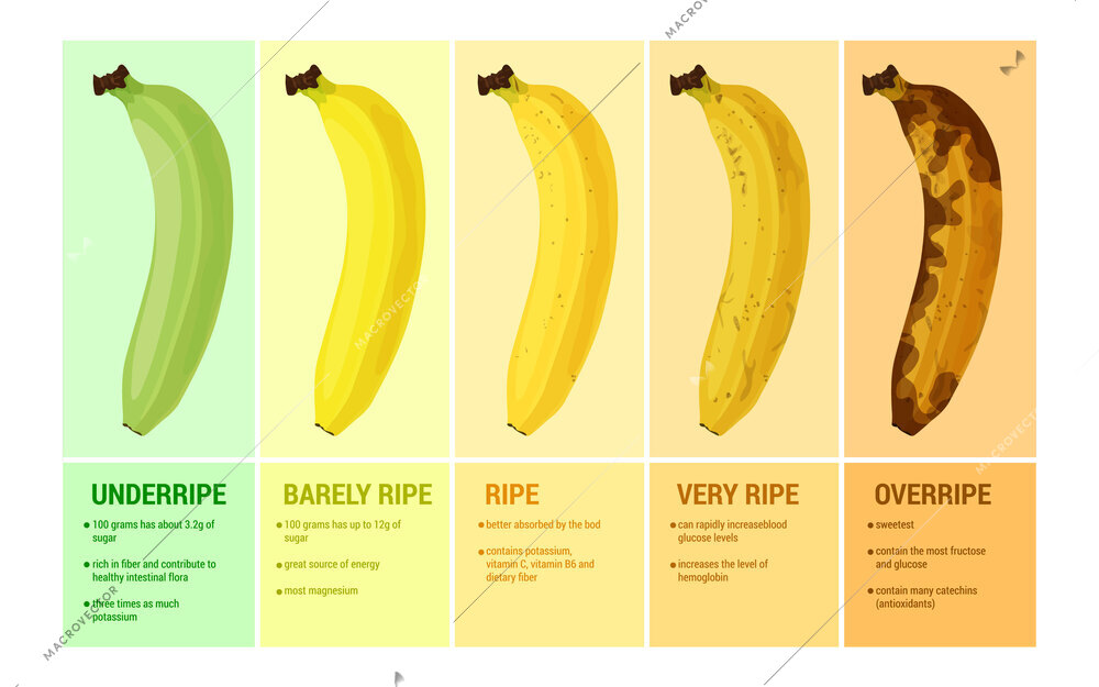 Banana flat set with infographic compositions of text captions and images showing ripeness levels of fruit vector illustration