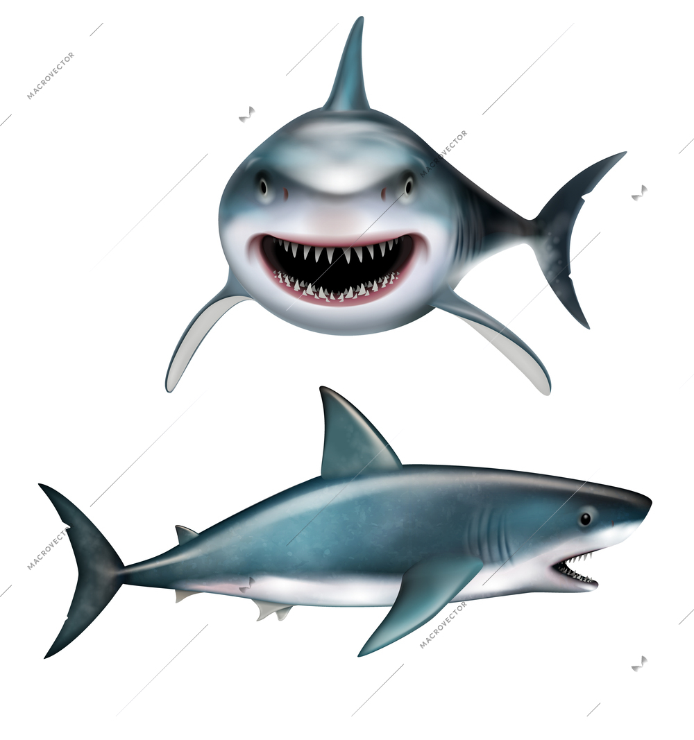 Realistic shark with open mouth front and side views isolated vector illustration