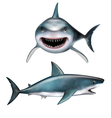 Realistic shark with open mouth front and side views isolated vector illustration