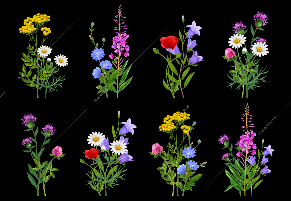 Realistic wildflower bundles icons set on black background isolated vector illustration