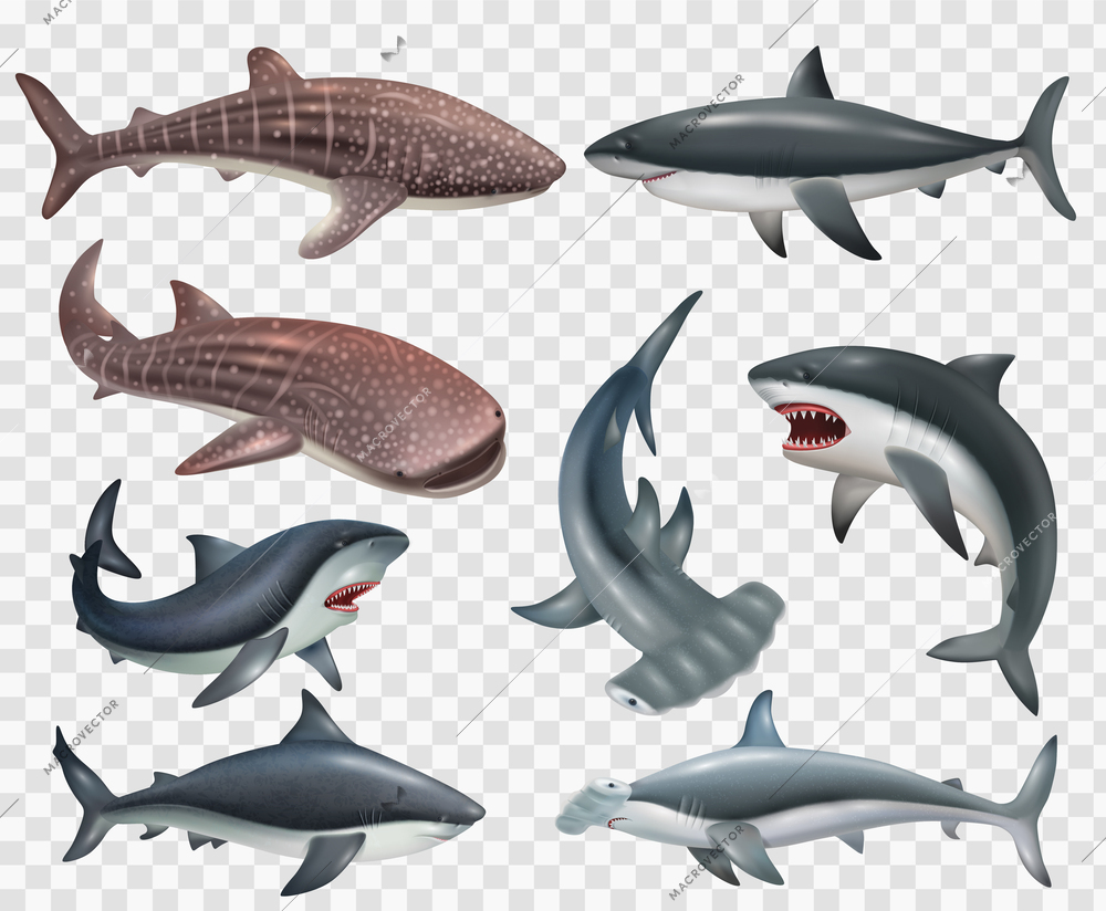 Realistic set of shark fish icons on transparent background isolated vector illustration