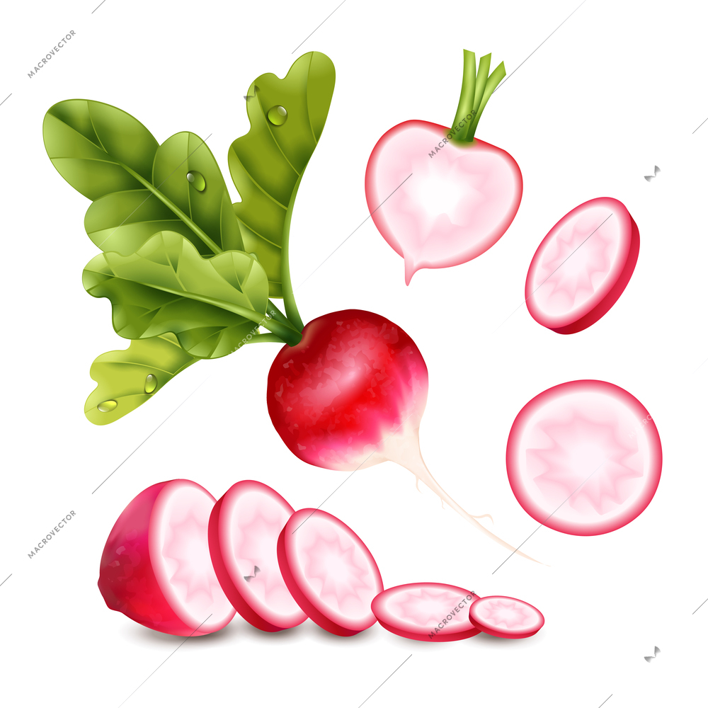 Realistic radish set with isolated images of whole ripe vegetable with thin slices of different size vector illustration