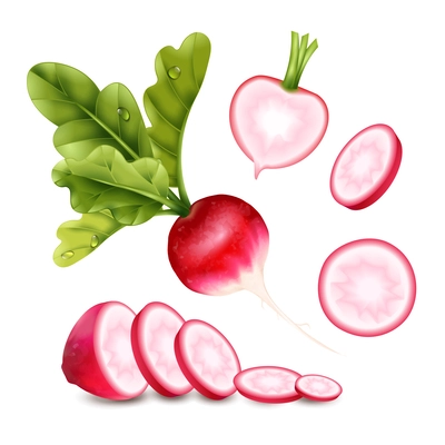 Realistic radish set with isolated images of whole ripe vegetable with thin slices of different size vector illustration