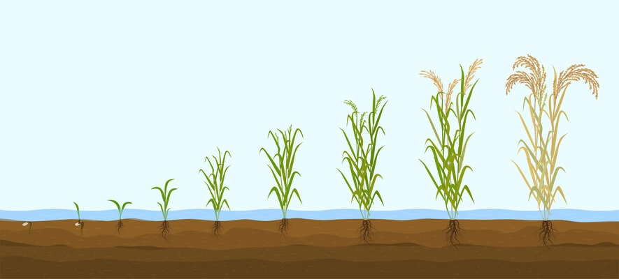 Rice products flat composition with set of images showing plant growth from sprout to tall bush vector illustration