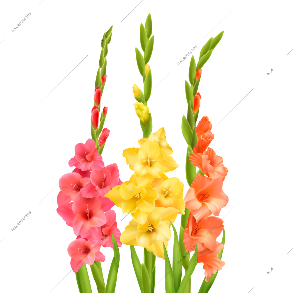 Gladiolus flowers with buds and leaves against white background realistic vector illustration