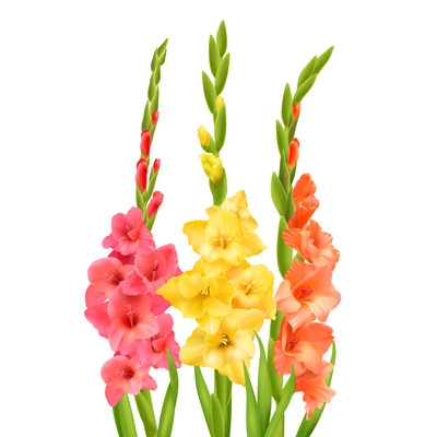 Gladiolus flowers with buds and leaves against white background realistic vector illustration