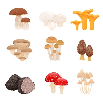 Set with flat isolated images with various kinds of mushrooms combined in groups on blank background vector illustration