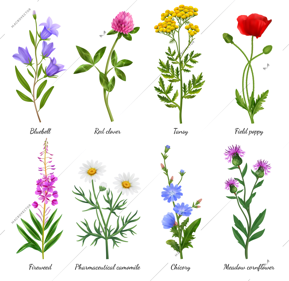 Realistic wildflowers icons set with blooming poppy and camomile isolated vector illustration