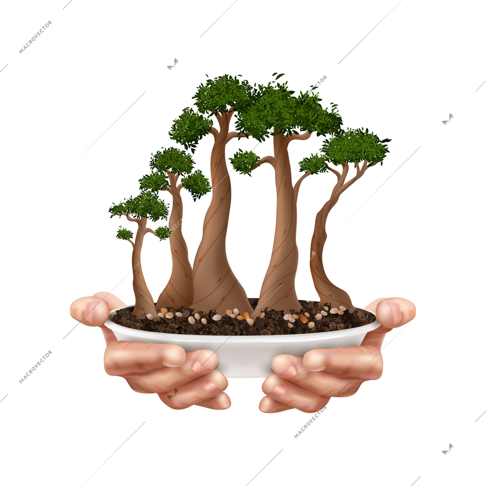 Bonsai tree composition with realistic hands holding flower pot vector illustration