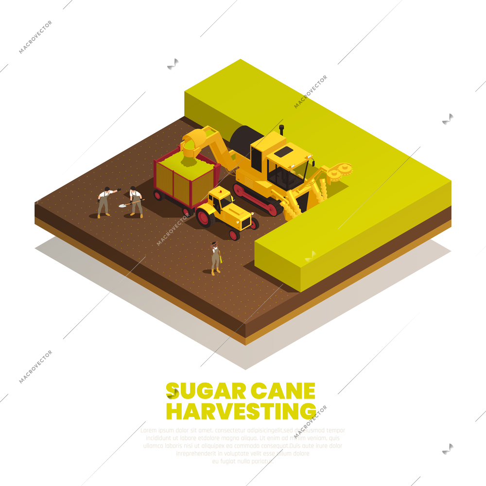 Sugar cane harvesting isometric composition with special machinery automating collecting process vector illustration