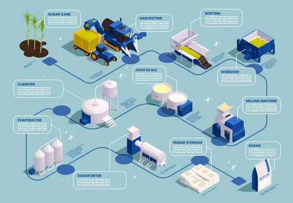 Sugar production isometric flowchart with harvesting sorting clarifier evaporator shredder milling machine sugar dryer elements vector illustration