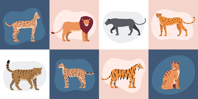 Wild cats flat set of square compositions with isolated doodle style images of wild feline animals vector illustration