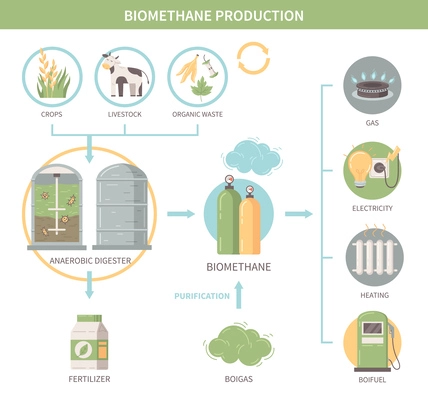 Biomethane production infographics demonstrating agricultural crops and  livestock as sources of biofuel heat and electricity flat vector illustration