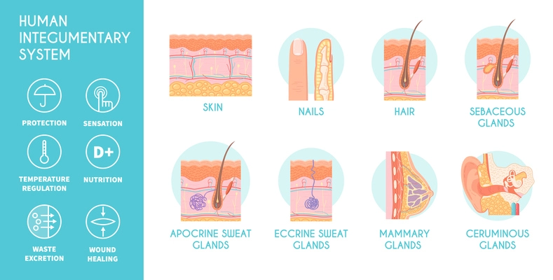 Human integumentary system infographics icons depicting epidermis surface layer structure and glands flat vector illustration