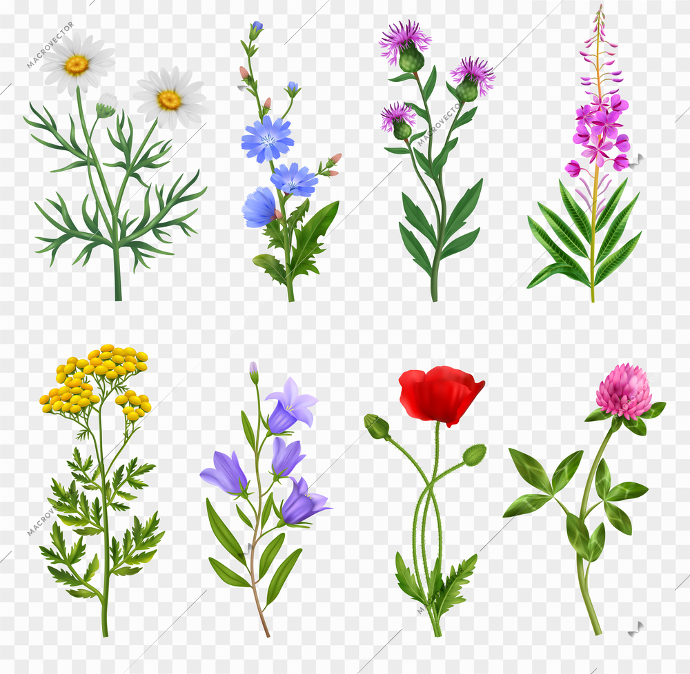 Realistic wildflower icons set on transparent background isolated vector illustration