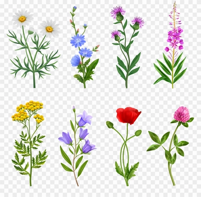 Realistic wildflower icons set on transparent background isolated vector illustration