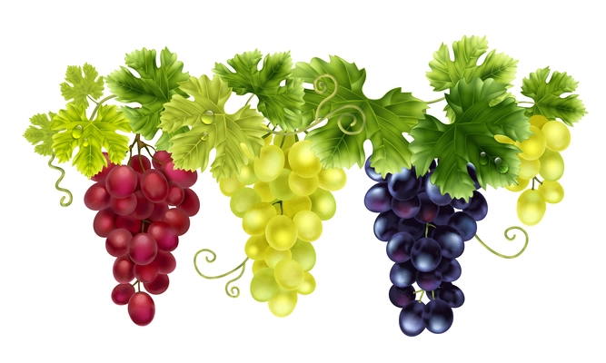 Realistic grapes composition with isolated view of hanging clusters of different colorful grapes on blank background vector illustration