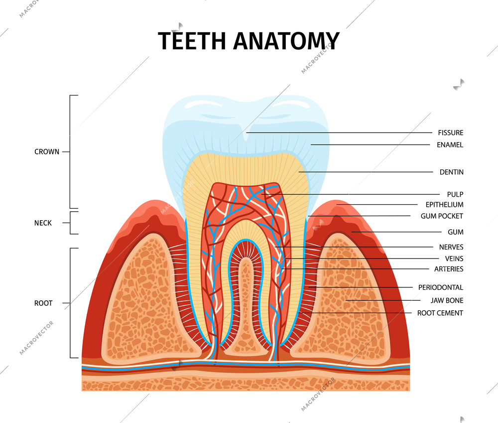 Teeth anatomy infographic composition with view of tooth growing from gum with text captions anatomic parts vector illustration