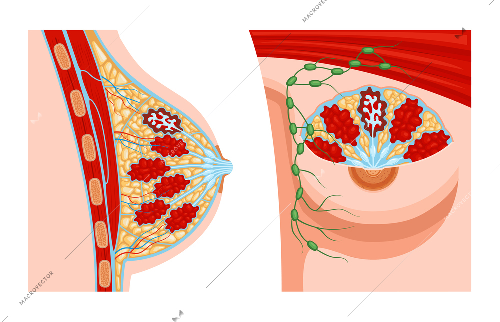 Realistic female breast anatomy set with two views of anatomic structure with profile views of veins vector illustration