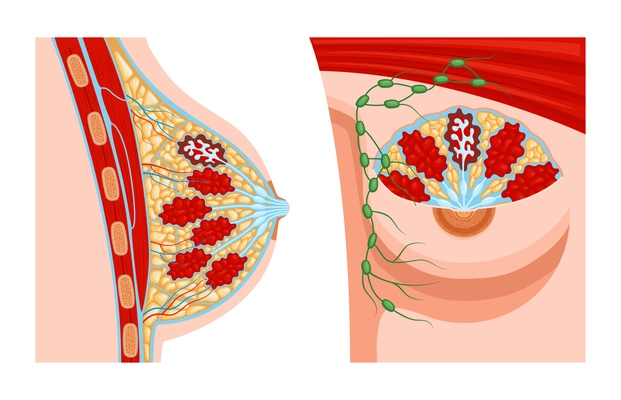 Realistic female breast anatomy set with two views of anatomic structure with profile views of veins vector illustration