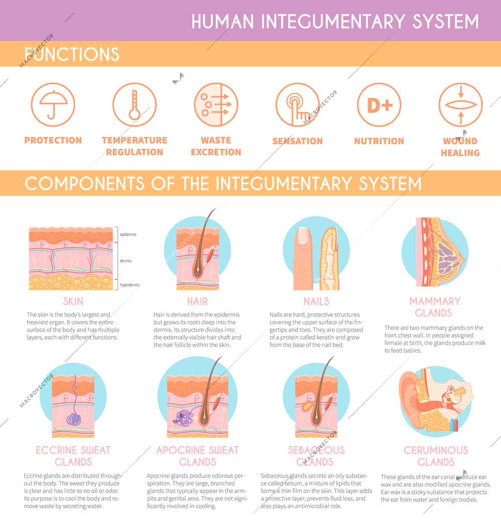 Human integumentary system functions and components infographics poster with cross sections and description flat vector illustration