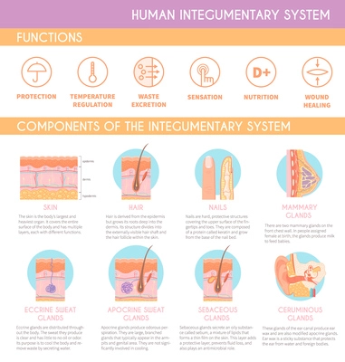 Human integumentary system functions and components infographics poster with cross sections and description flat vector illustration