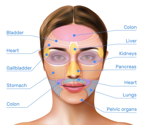 Face mapping reflexology realistic infographics with massage zones marked on female face and names of internal organs vector illustration