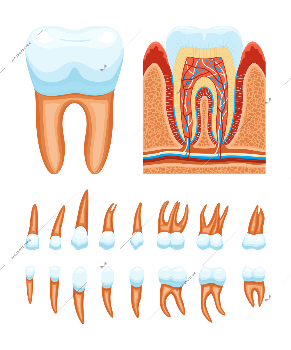 Teeth anatomy set of icons with profile views of tooth structure and isolated images multiple roots vector illustration