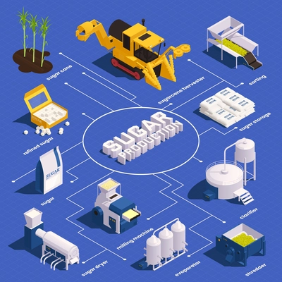 Sugar cane production isometric  infographics with cane harvester sorting clarifier evaporator shredder sugar storage elements vector illustration