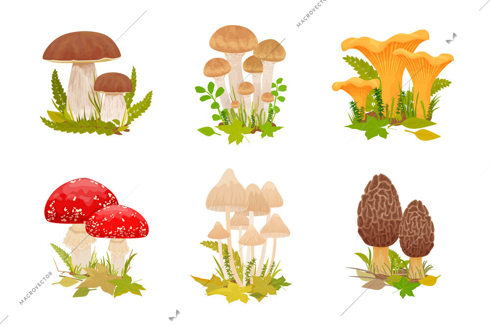 Mushrooms set with flat isolated compositions of edible poisonous shroom clusters growing with forest leaves grass vector illustration