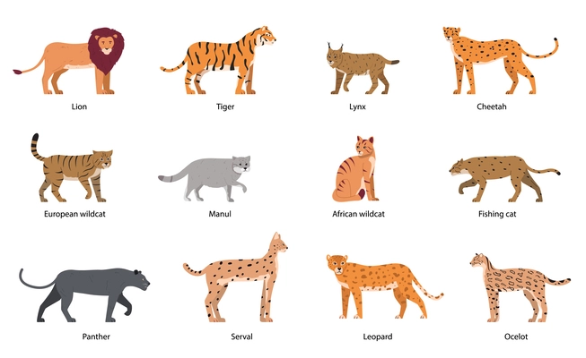 Wild cats flat set with isolated icons of cat family doodle characters with editable text captions vector illustration