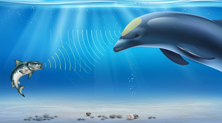 Echolocation realistic infographics with dolphin using bio sonar under water vector illustration