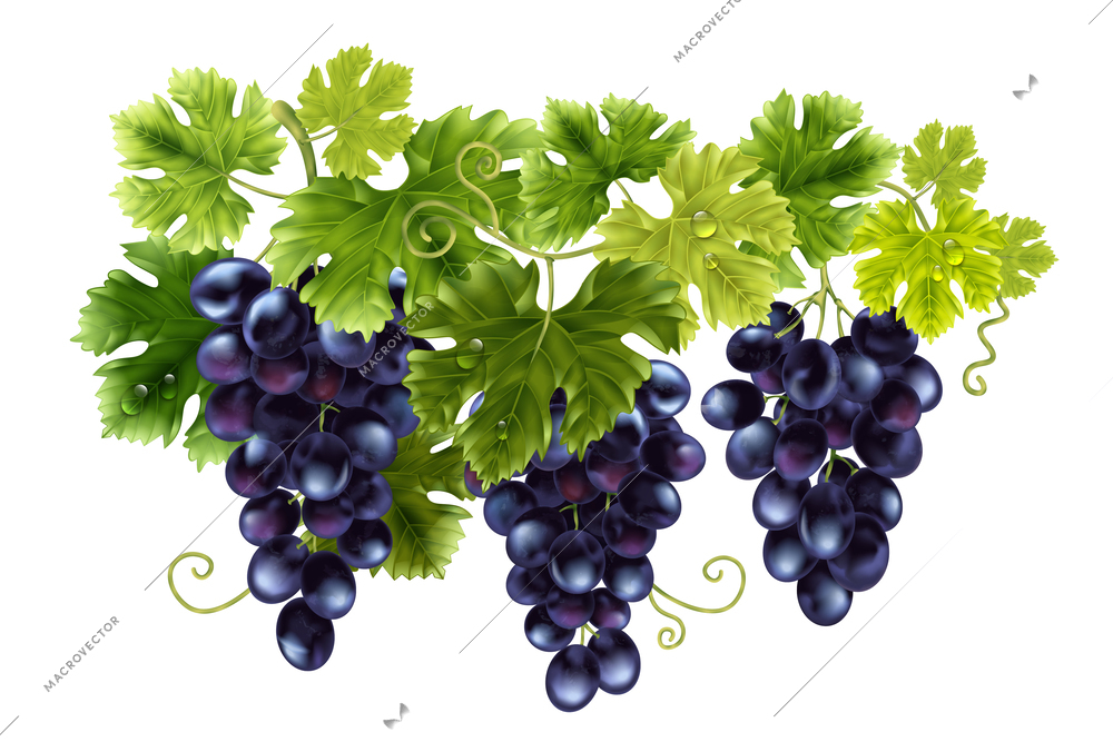 Realistic grape composition with isolated view of hanging bunches of dark blue vine with green leaves vector illustration