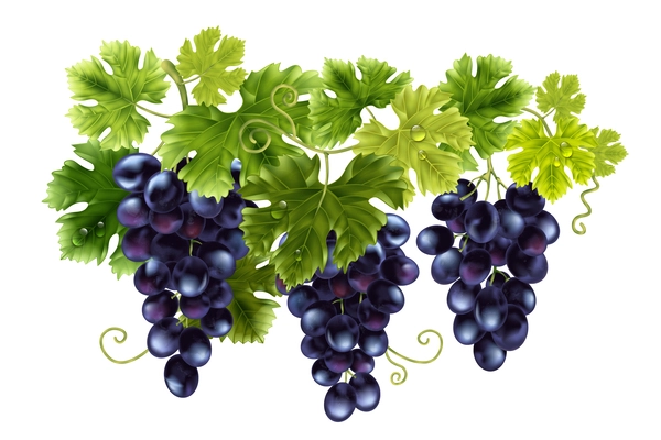 Realistic grape composition with isolated view of hanging bunches of dark blue vine with green leaves vector illustration