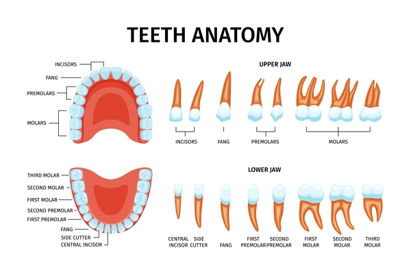 Adult tooth anatomy chart set of isolated teeth images with upper and lower jaws and text vector illustration