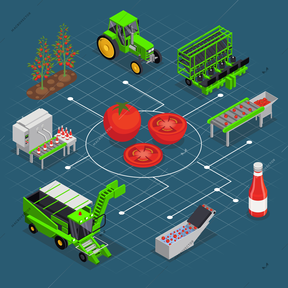 Tomatoes production isometric composition with flowchart of isolated plant images vehicles factory lines and half tomato vector illustration