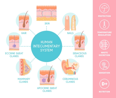 Human integumentary system scheme depicting skin layers nails hair sebaceous sweat and mammary glands flat vector illustration