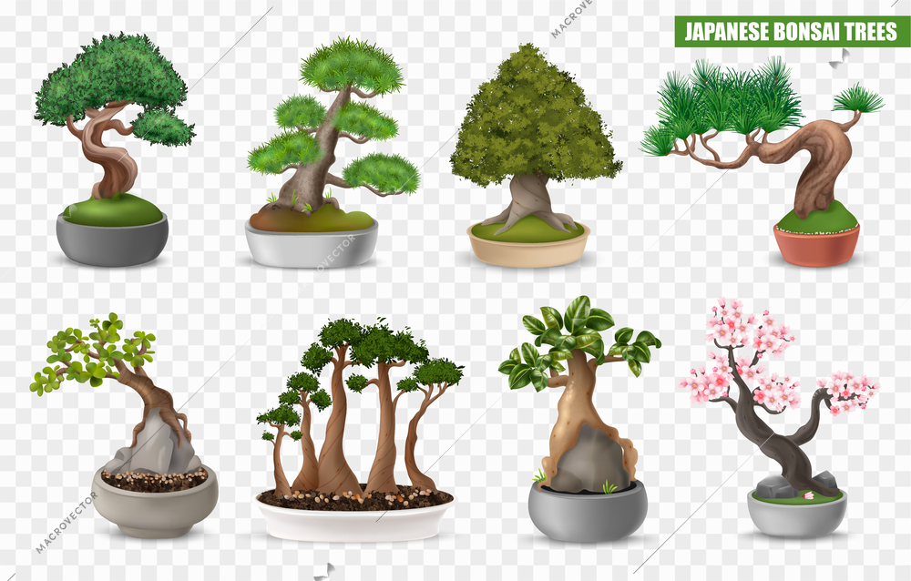 Realistic japanese bonsai tree icons set on transparent background isolated vector illustration