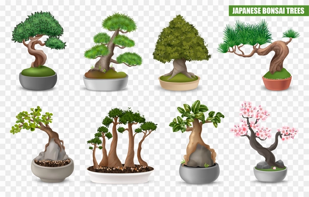 Realistic japanese bonsai tree icons set on transparent background isolated vector illustration