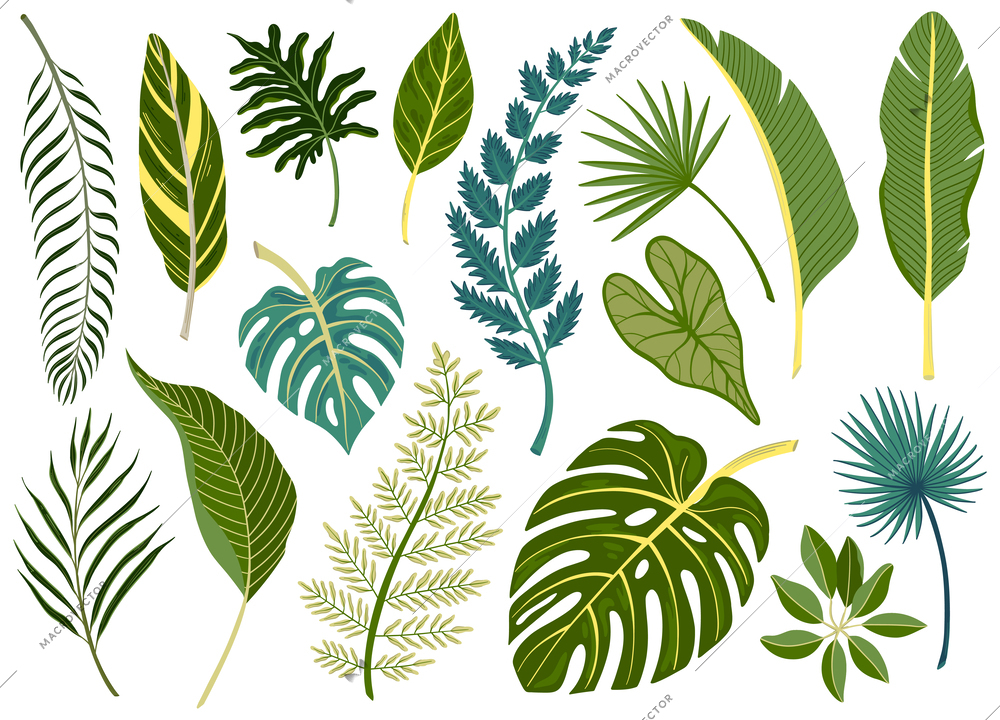 Green leaves of various tropical plants and trees flat set isolated vector illustration