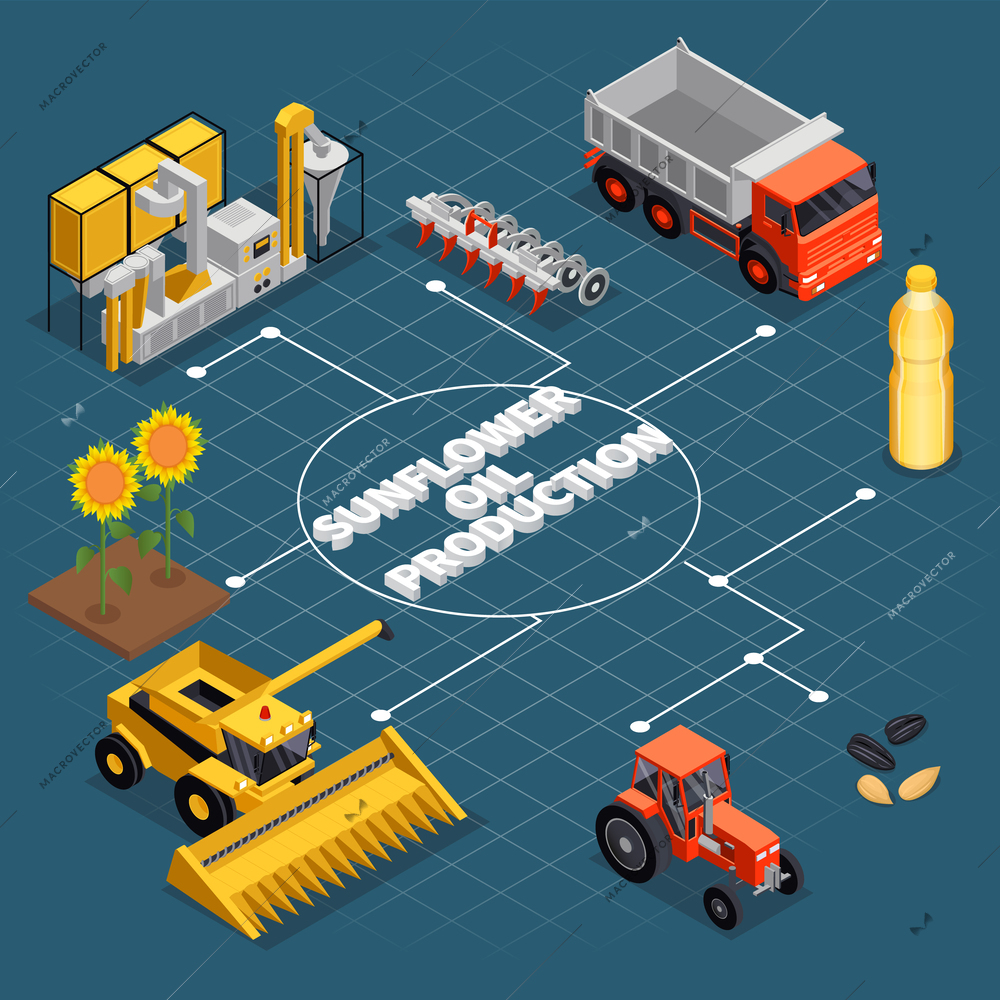 Sunflower production isometric composition with flowchart of tractors trucks irrigating appliances machinery plants and editable text vector illustration