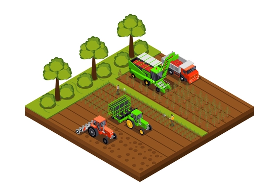 Tomatoes production isometric composition with isolated view of field with trucks and harvesters gathering loading vegetables vector illustration