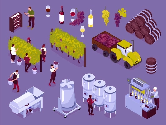 Isometric vineyard color icon set wooden and iron wine barrels picking grapes from trees choosing the best bottle in the cellar glass of wine vector illustration