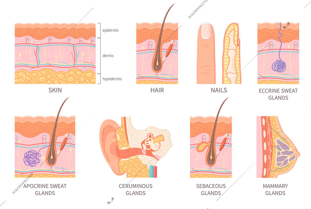 Human epidermis layer structure cross section with hair follicle blood vessels and glands isolated icons flat vector illustration