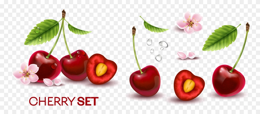 Set of isolated realistic cherry images on transparent background with flowers leaves water drops and text vector illustration
